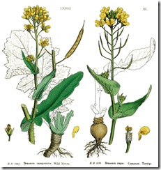 brassica rapa nabo cavolo grelo plant wild napus diagram edible campestri cabbage plants herbs food planta seed yield saudi